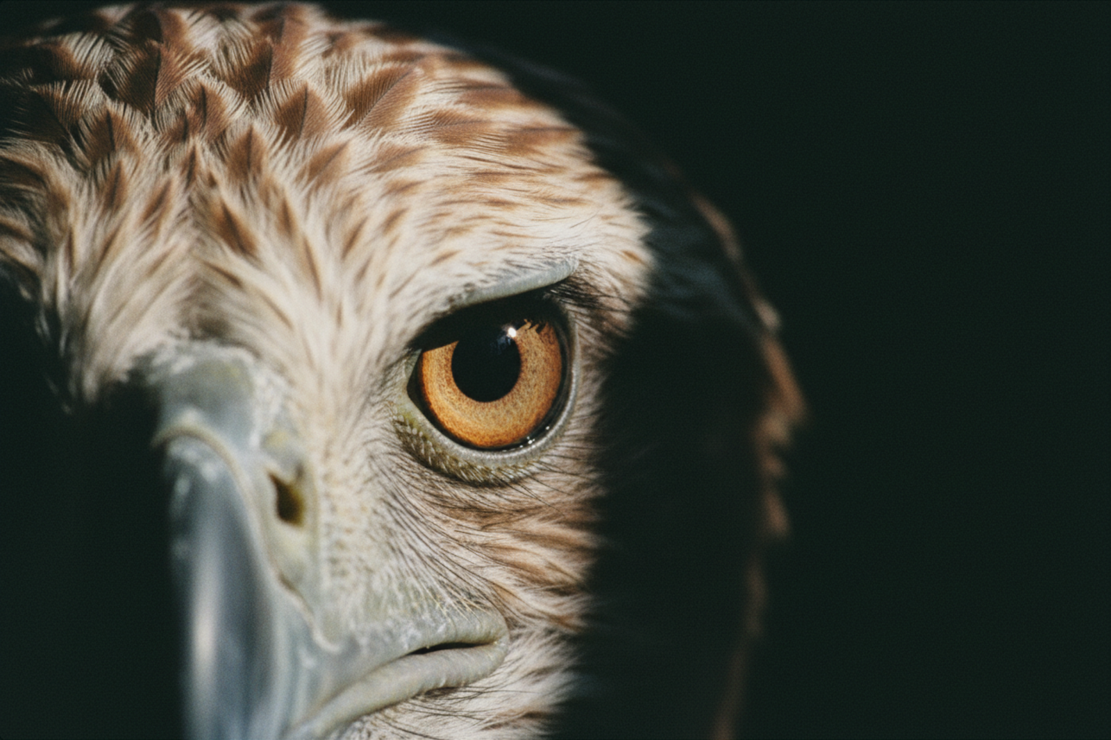 Philippine Eagle eye at close range — the gaze of something that has already decided